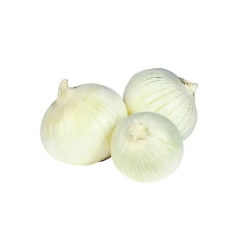 Bon Plan Oignon blanc 14/21 500g à planter pour un jardin florissant