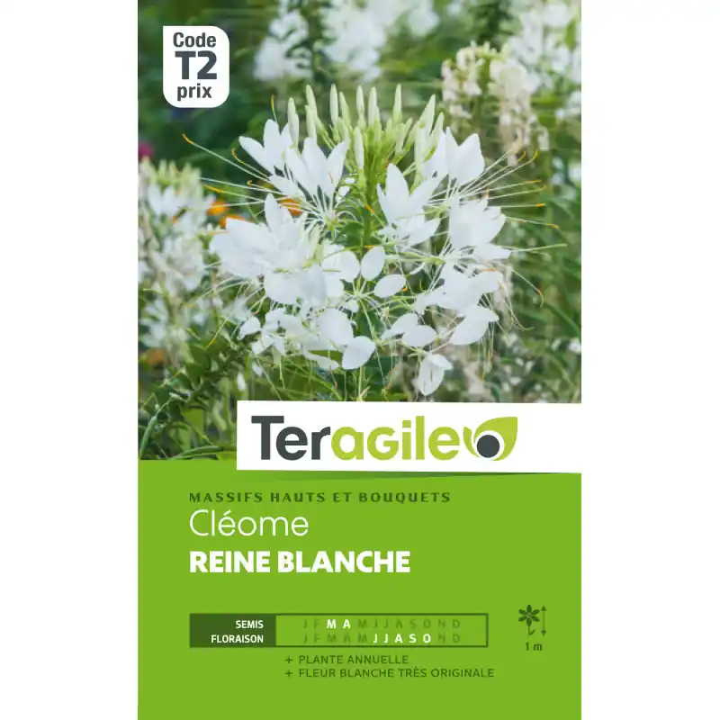 Cleome reine blanc 0,50 g Prix Réduit
