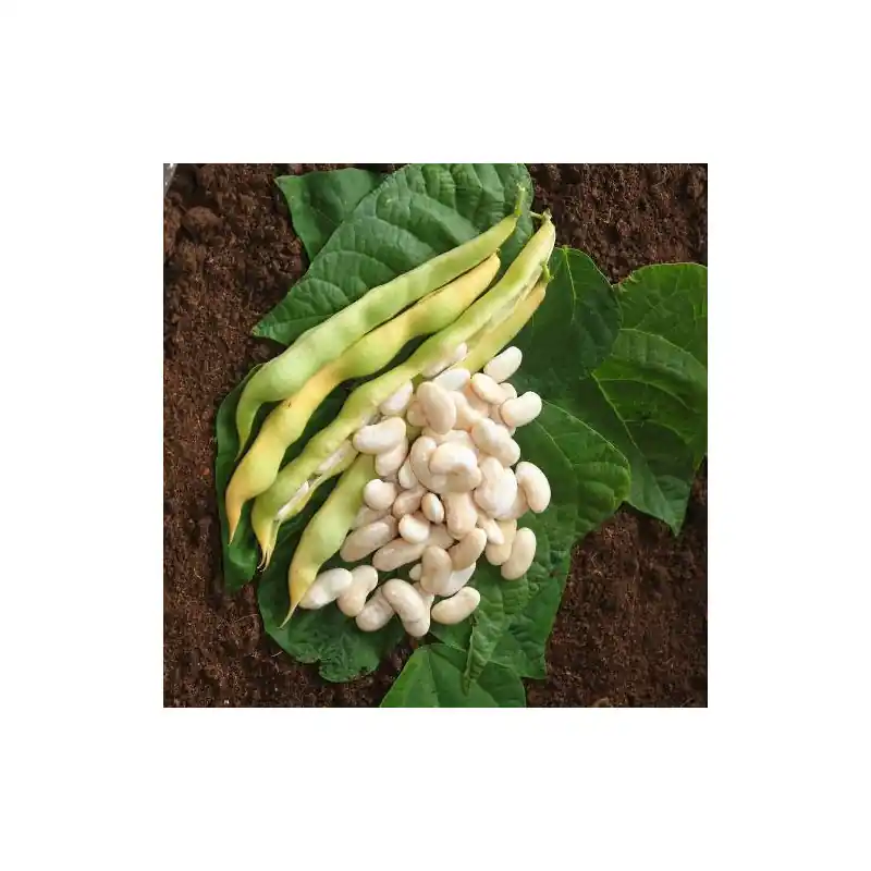 Haricot rame bigourdan type tarb – graines 200g – les doigts verts Soldes