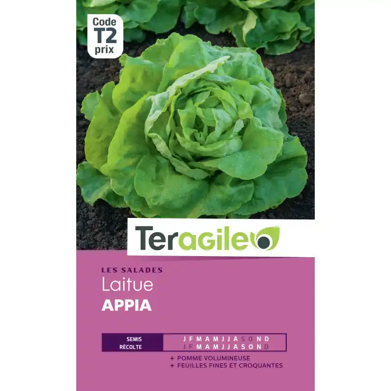 Réduction Laitue appia t2 teragile