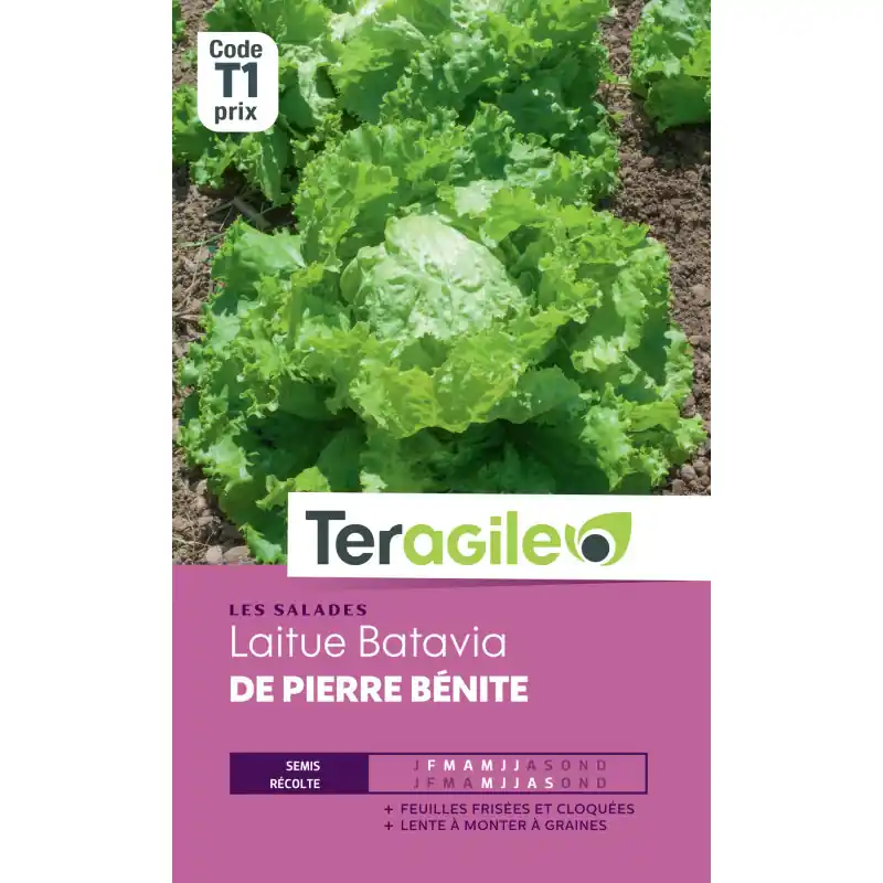 Laitue batavia pierre benite t1 teragile Produit De Marque