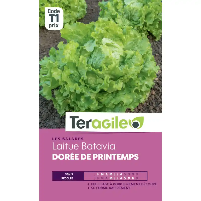 Dernière Chance Laitue batv doree printemps t1 teragile