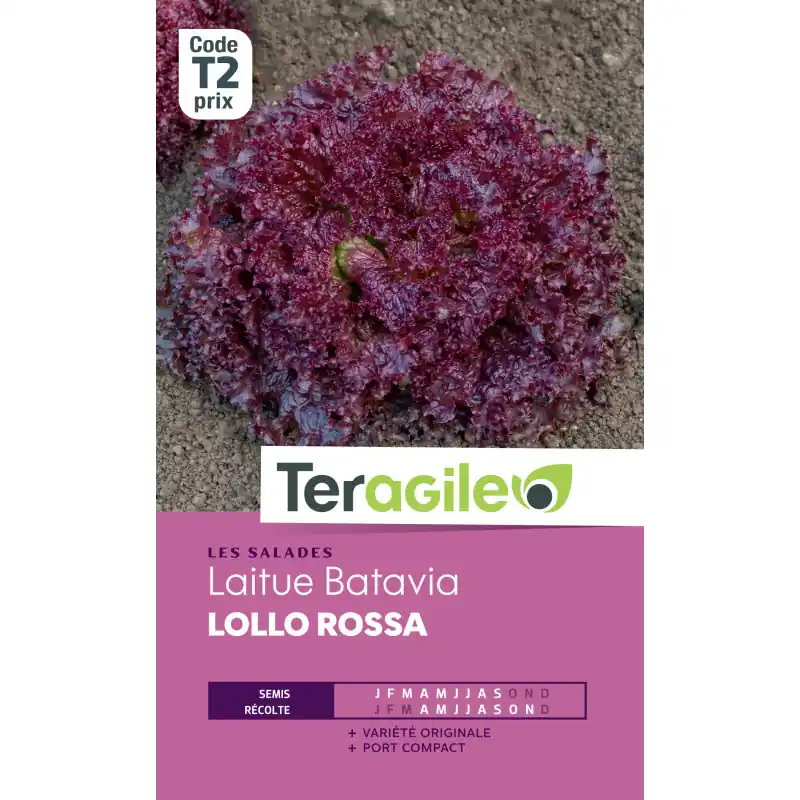 Laitue batavia lollo rossa t2 teragile Acheter Direct