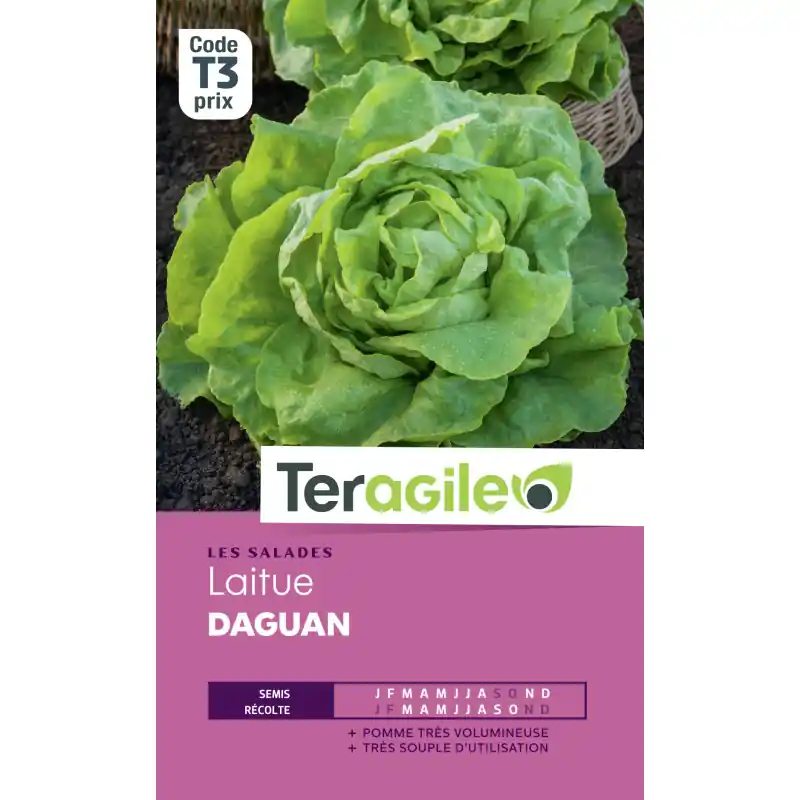 Laitue daguan t3 teragile Expédition Rapide
