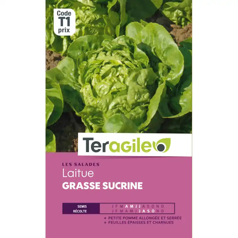 Laitue grasse sucrine t1 teragile Prix Réduit