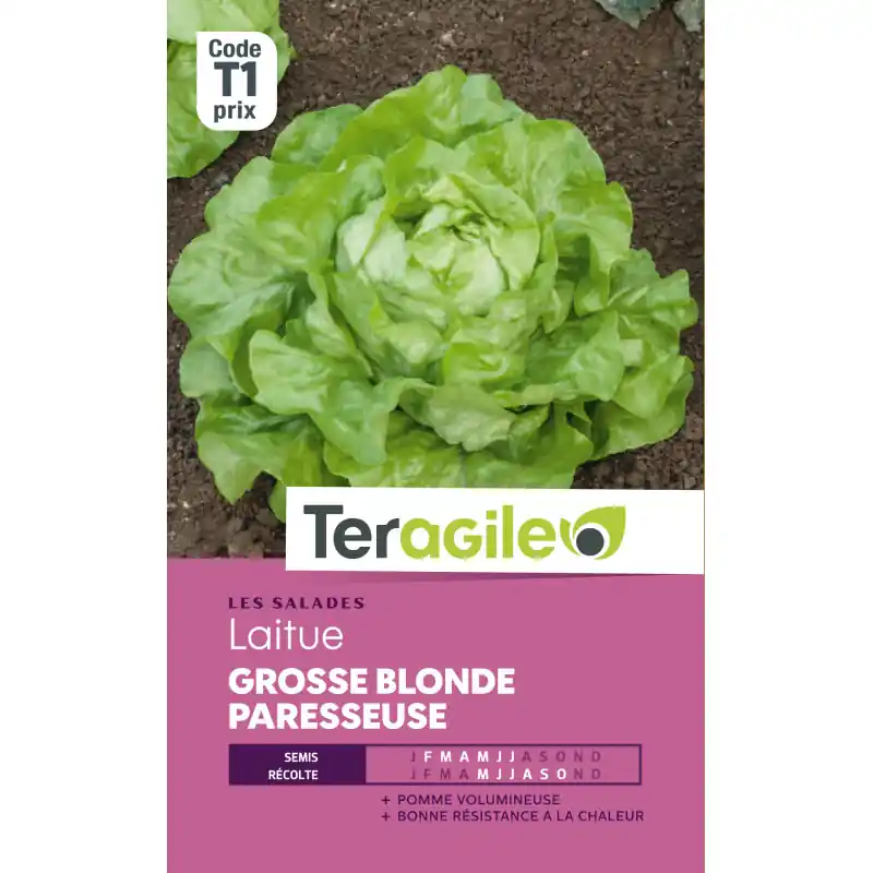 Laitue grosse blde paresseuse t1 teragile Populaire