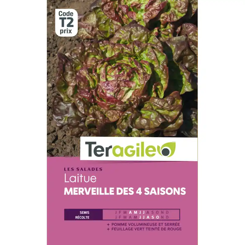 Laitue merveille des 4 saisons t2 teragile Offre Du Jour