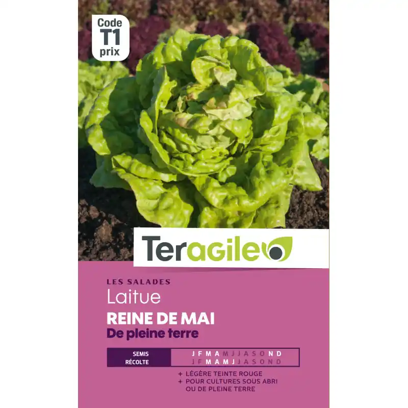 Laitue reine de mai t1 teragile Commander Maintenant