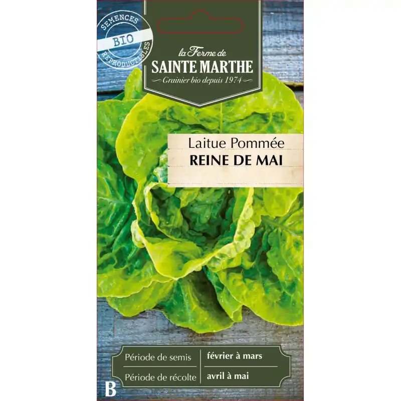 Laitue pommée reine de mai bio sainte marthe pour un potager sain – graines à semer Populaire