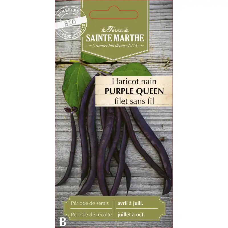 Haricot nain filet purplequeen 10g – semences sainte marth bio – graines à semer Paiement Sécurisé