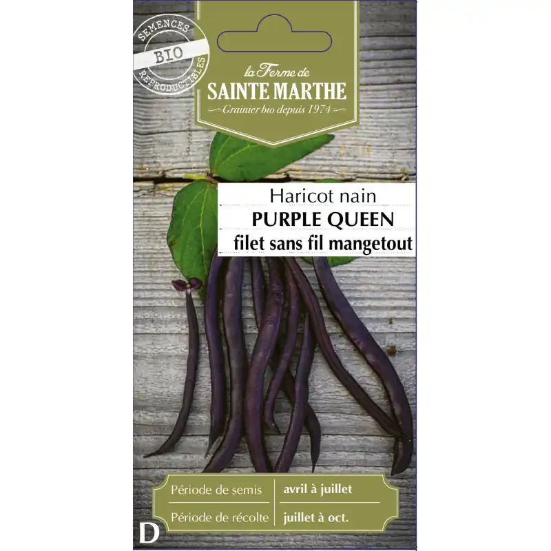 Nouveauté Haricot nain mangetout purple queen bio – sainte marthe – graines à semer