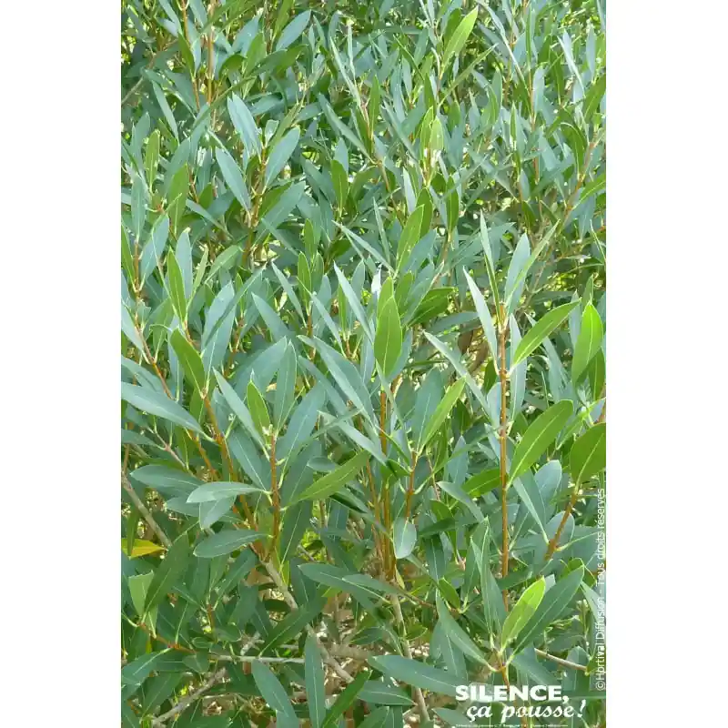 Dernière Chance PHILLYREA ANGUSTIFOLIA C4,5 TF/BU