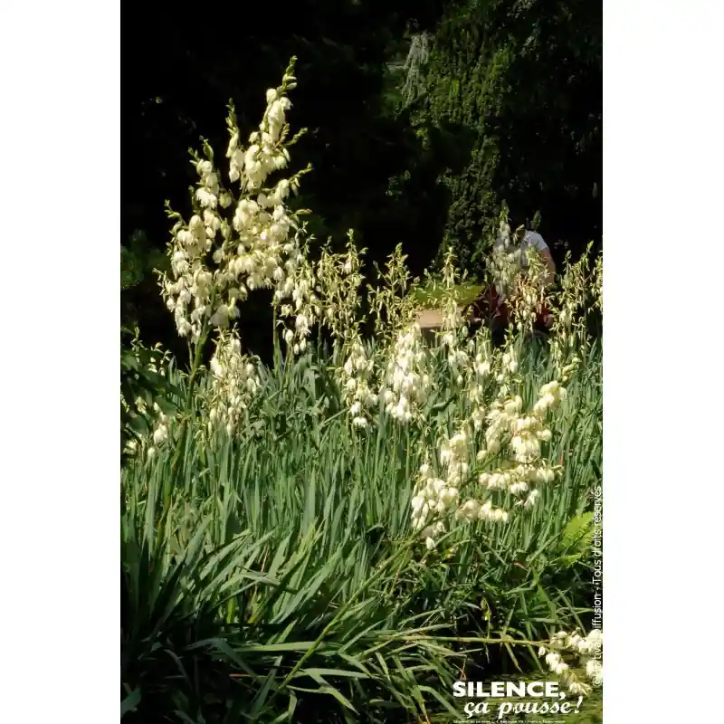 Pas Cher Yucca herbe a soie 100cm Silence ca pousse