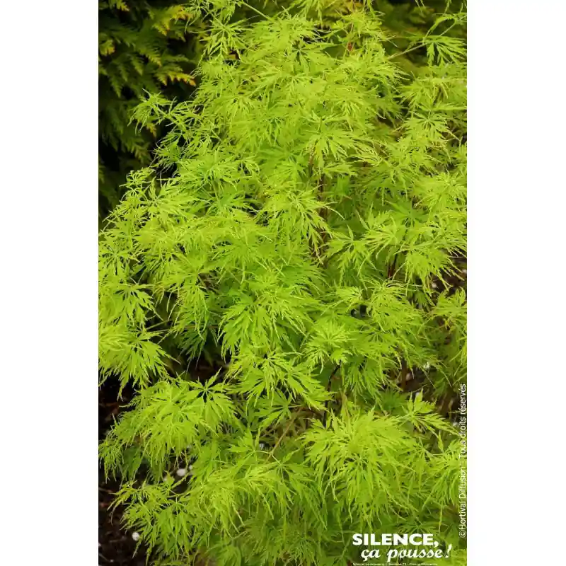 Promotion Erable du Japon Seiryu 140cm Silence ca pousse