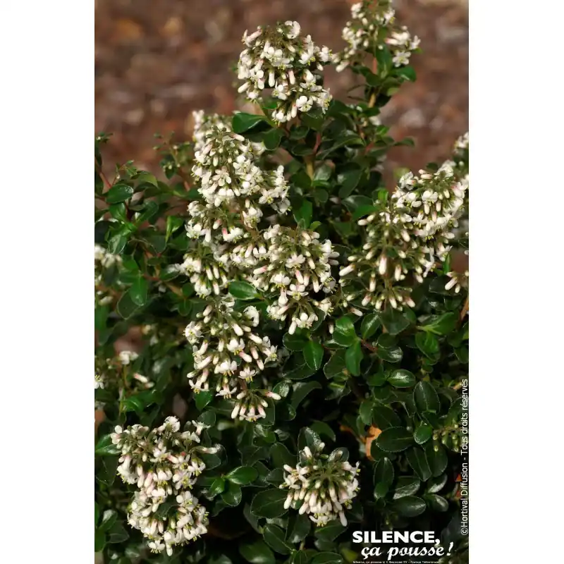 Must-Have Escallonia Iveyi 120cm Silence ca pousse