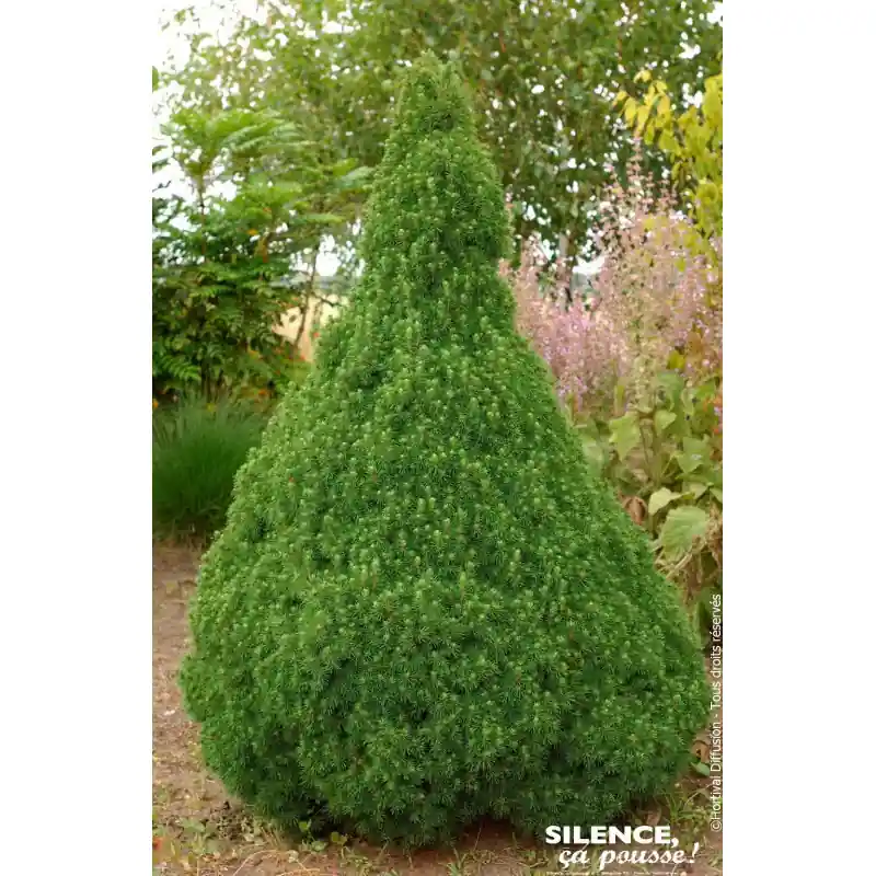 PICEA GLAU,CONICA C4,5 Produit De Marque