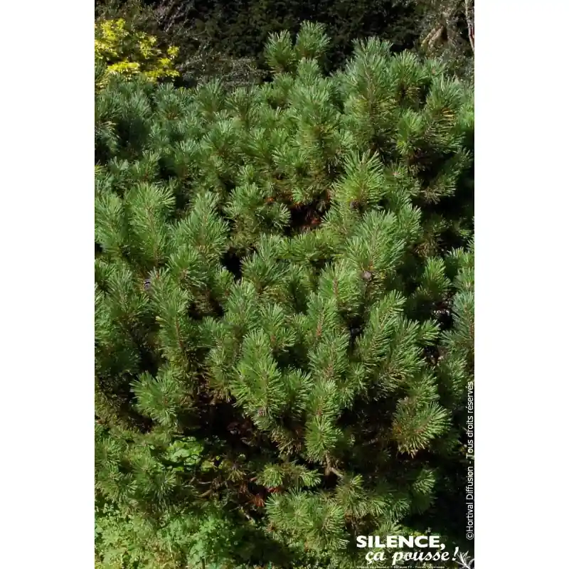 Nouvel Arrivage Pin de montagne 50cm Silence ca pousse