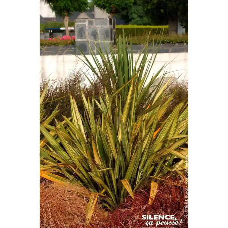 Must-Have Lin de Nouvelle Zelande Apricot Queen 80cm