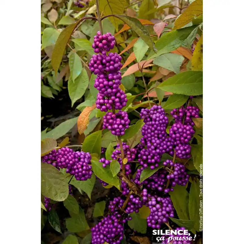 Callicarpa de Bodinier IMPERIAL PEARL 100cm Solde