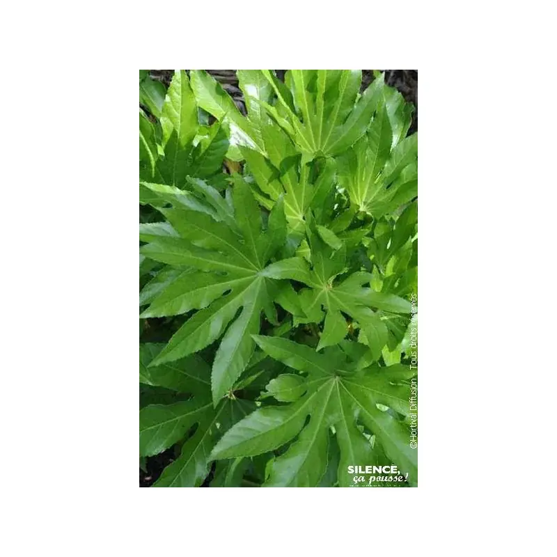 Fatsia du japon 120cm Silence ca pousse Prix Choc