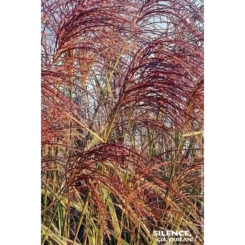 Commander Maintenant Roseau Chine panache, miscanthus, Eulalie 100