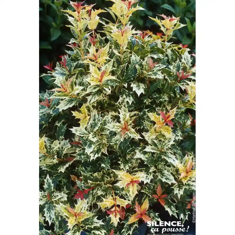 Osmanthe a feuilles de houx Tricolore 80cm Bon Marché