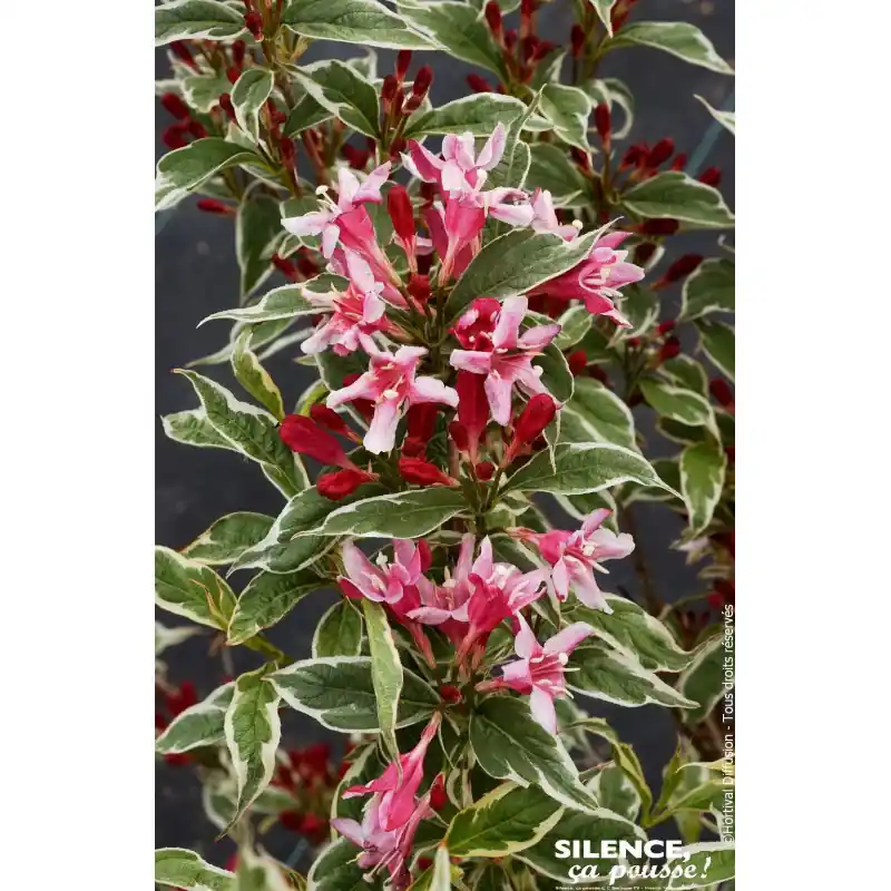 Weigelia nain panache 65cm Silence ca pousse Livraison Express