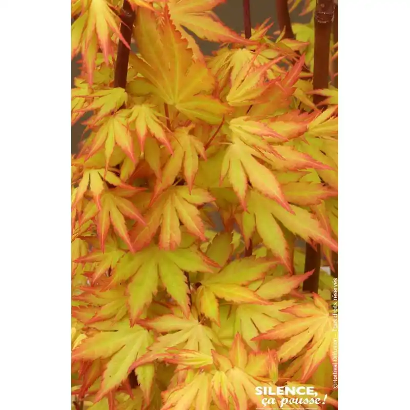 Erable du Japon Orange Dream 120cm Seulement Aujourd&rsquo;hui