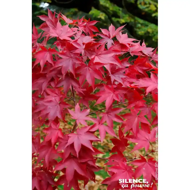 Erable du Japon Osakazuki 80cm Silence ca pousse Pas Cher