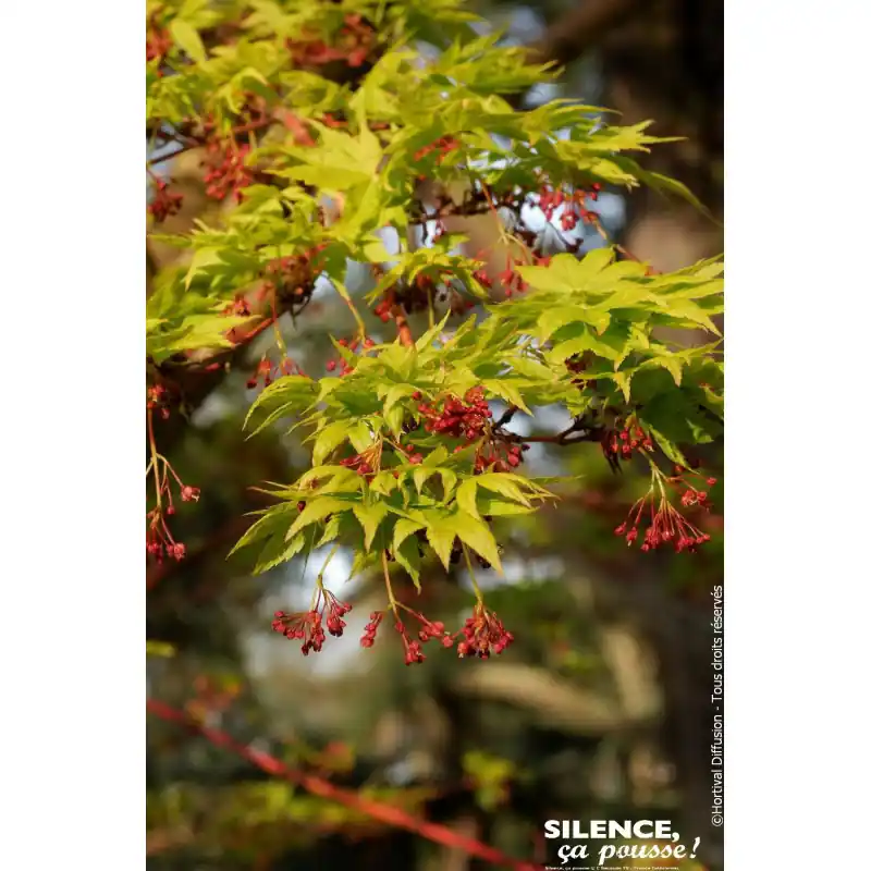 Erable Japon Sango-kaku, Tour corail Japon 140 Nouvel Arrivage
