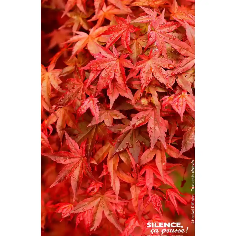 Offre Exclusive Erable du Japon Deshojo 140cm Silence ca pousse