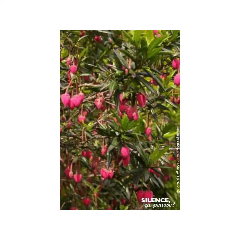 Nouvelle Collection Arbre aux lanternes du Chili 100cm