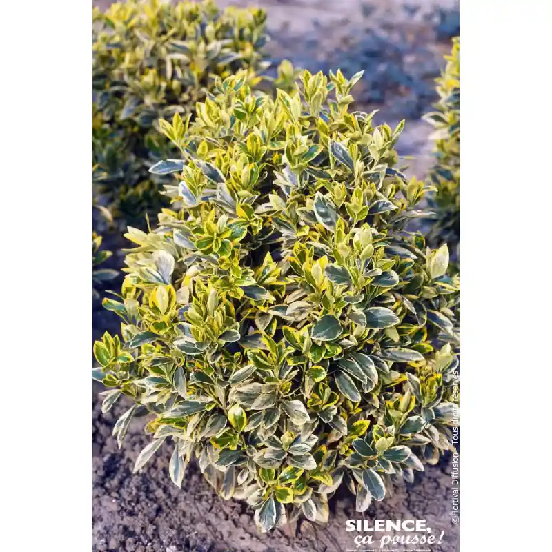 EUONYMUS J,BRAVO C4,5 TF/BU Expédition Rapide