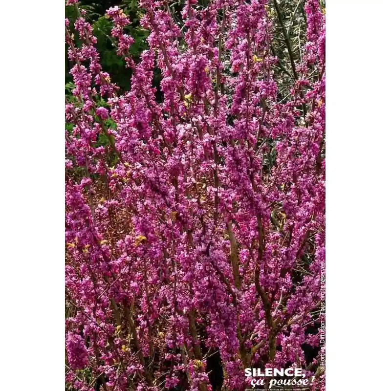 Must-Have Gainier de Chine Avondale 100cm