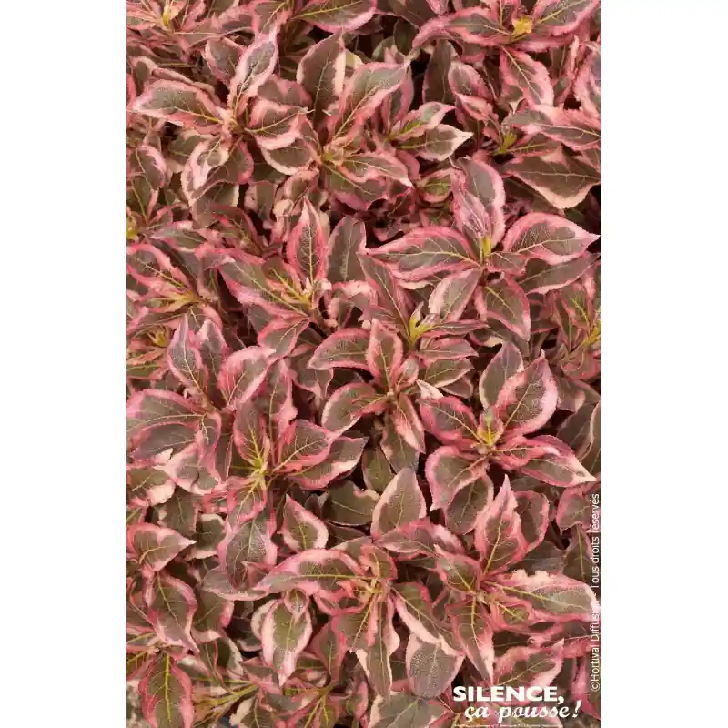 Weigelia MONET, Wegelie 50cm Silence ca pousse Petit Prix