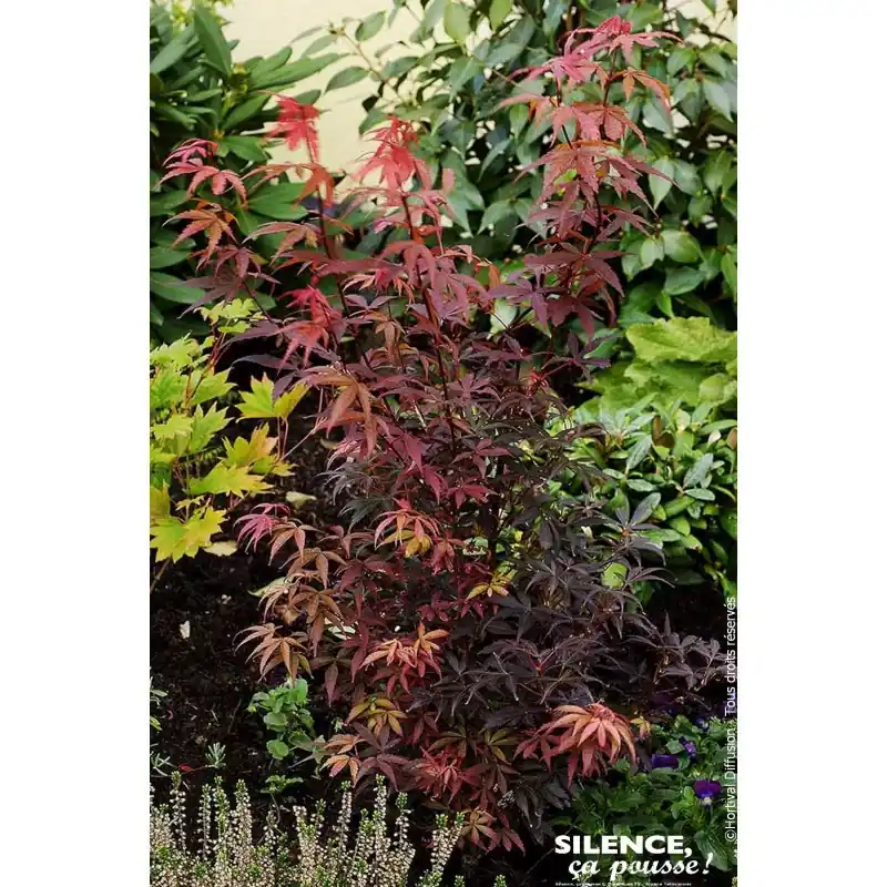 Erable du Japon Skeeters broom 120cm Offre Spéciale