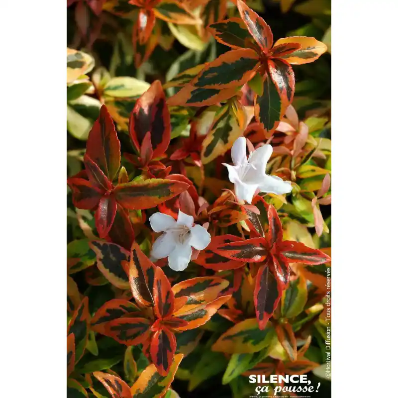 Abelia a grandes fleurs Kaleidoscope 65cm Usine Directe