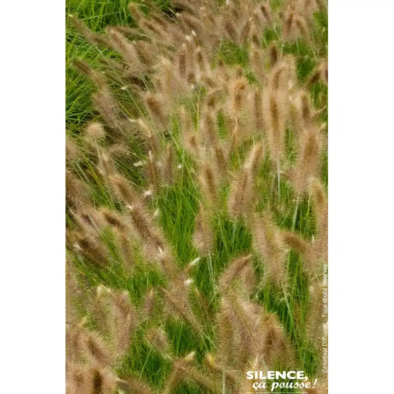 Nouvelle Collection Herbe aux ecouvillons Rene Guy Cadou 100cm