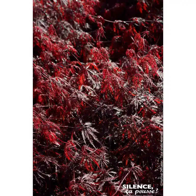 Erable du Japon lacinie Firecracker 140cm Livraison Express