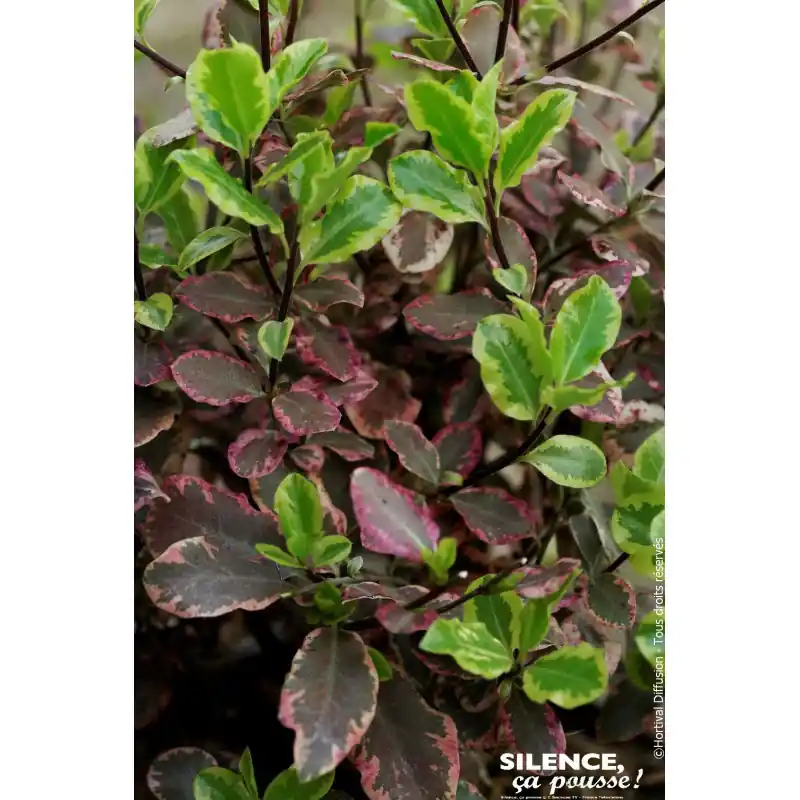 Nouveauté PITTOSPORUM TE,ELIZABETH C4,5 TF/BU