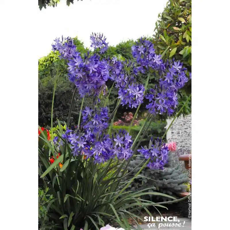Agapanthe caduque Northern Star, amour 100 Marque
