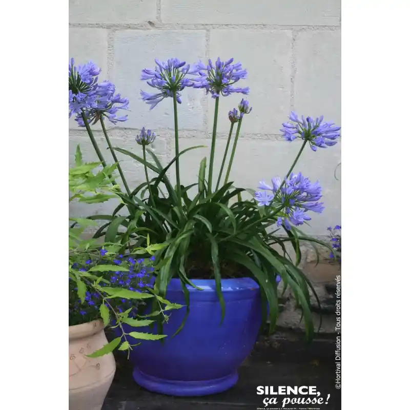 Marque Agapanthe PITCHOUNE BLUE 50cm Silence ca pousse