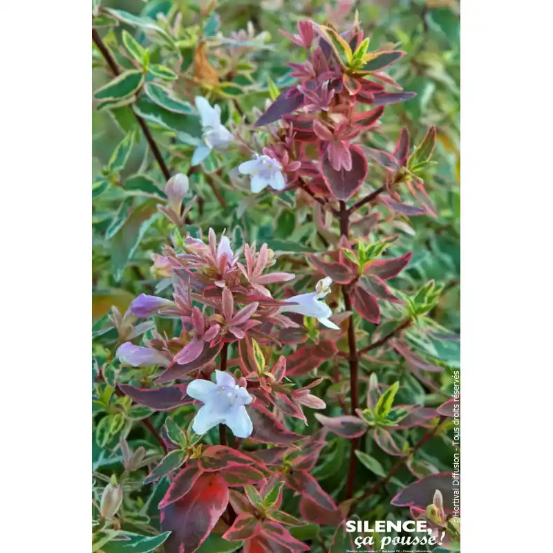 ABELIA GR,SPARKLING SILVER C10 TF/BU Jusqu&rsquo;à Épuisement Des Stocks