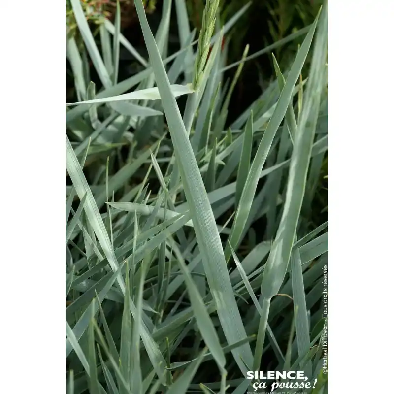 Elyme des sables Blue Dune 100cm Solde