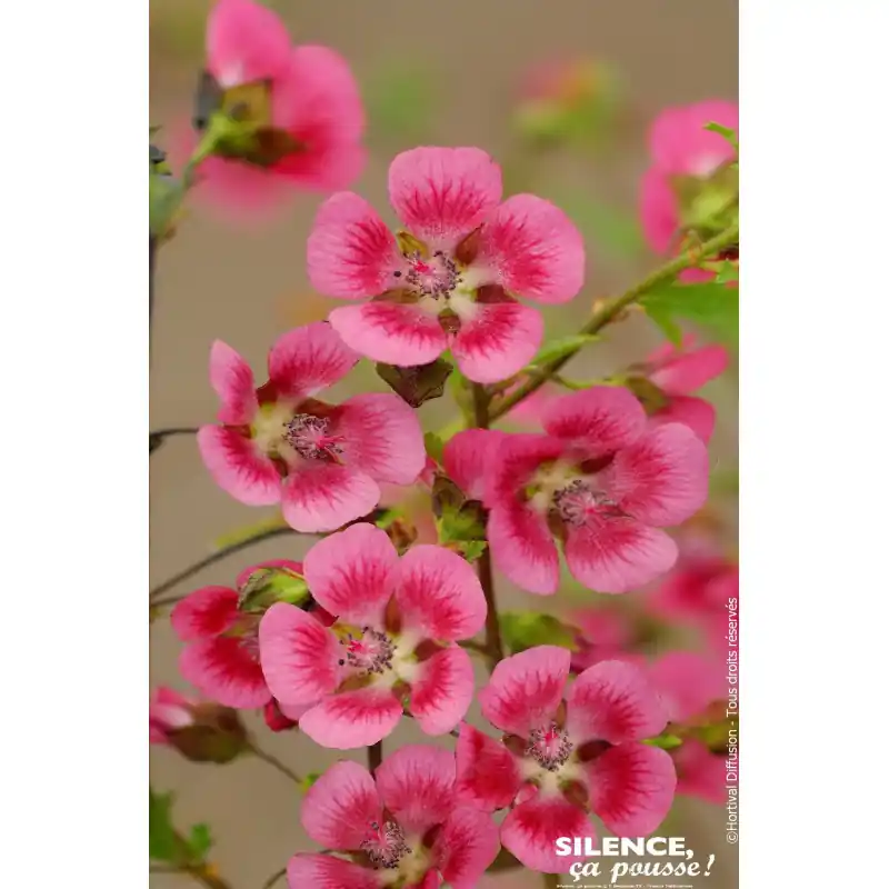 Mauve du cap El Rayo, Anisodontea 65cm Acheter Direct