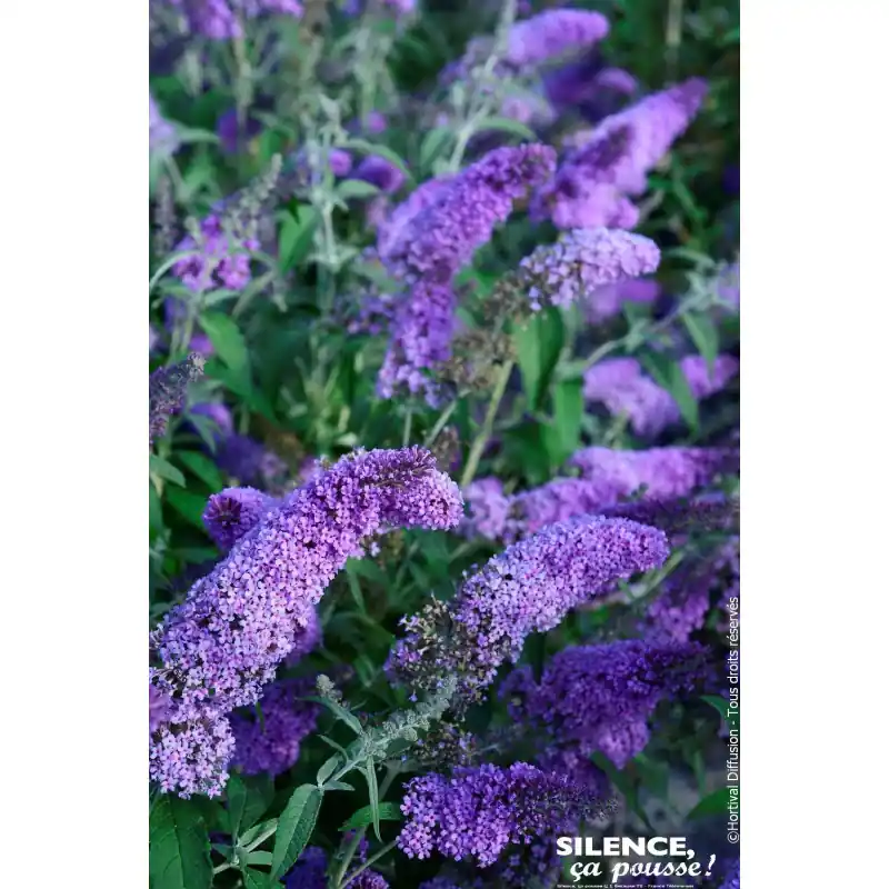 Arbre aux papillons REVE DE PAPILLON Lavande 80 Soldes
