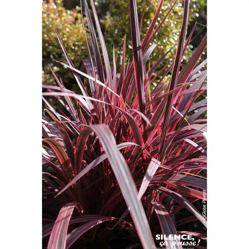 Authentique Cordyline de Banks ELECTRIC PINK 80cm