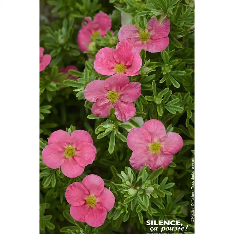 Meilleure Vente Potentille arbustive BELLISSIMA 50cm