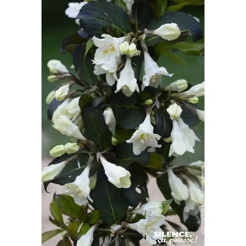 Weigelia EBONY IVORY 80cm Silence ca pousse Quantité Limitée