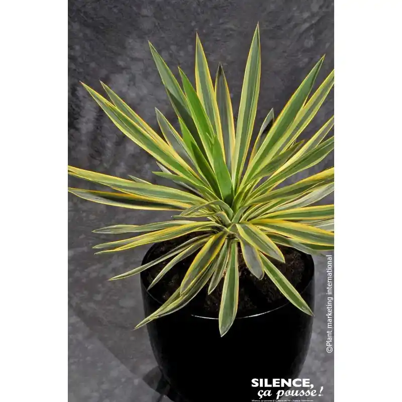 Yucca superbe panache 65cm Silence ca pousse Top Vente